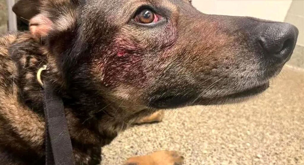 دزدی که سگ پلیس را گاز گرفت دزدی که سگ پلیس را گاز گرفت