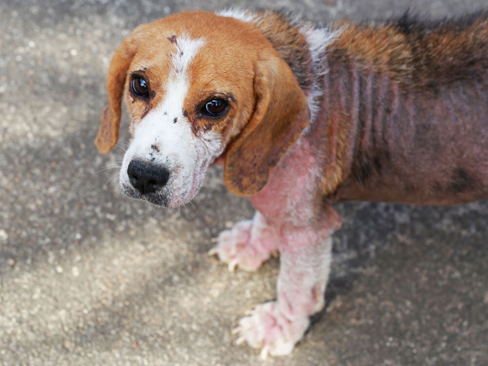 بیماریهای خطرناکی که از سگ به انسان منتقل میشود بیماریهای خطرناکی که از سگ به انسان منتقل میشود