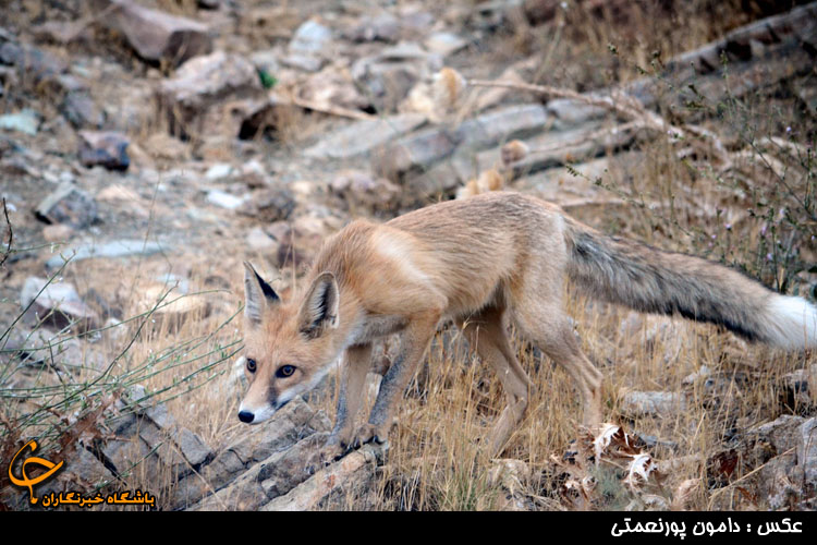 حیات وحش منطقه آتشگاه در استان البرز (عکس)