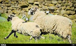 افزایش سرعت اینترنت با استفاده از گوسفندها