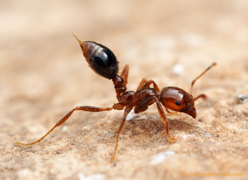 لحظه دفاع مورچه آتشین (عکس)
