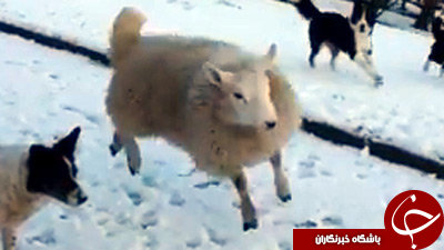 گوسفندی که فکر میکند سگ است (+عکس)