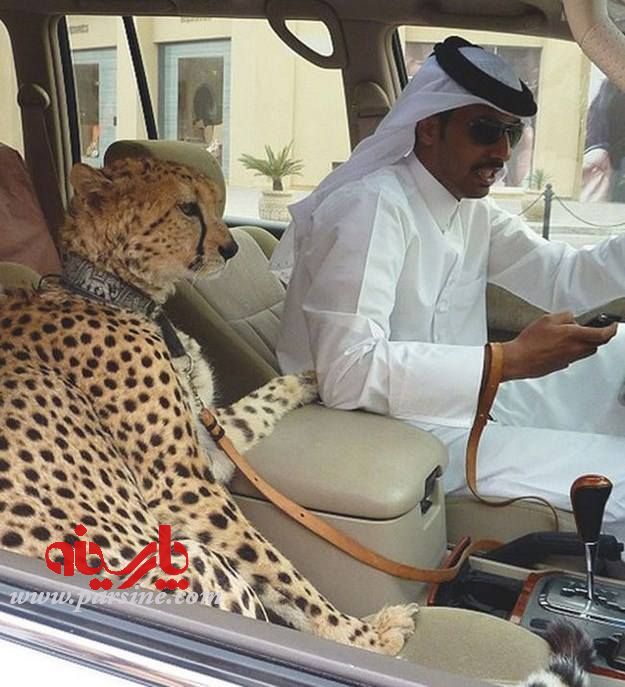 حیوان خانگی یک مرد عرب (عکس)