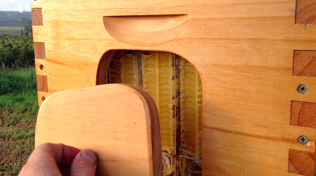 کندوی عسل اتوماتیک (عکس)
