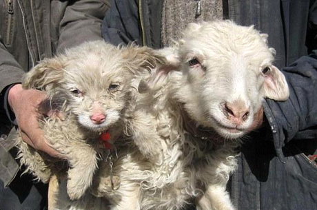 گوسفند، توله سگ به دنیا آورد! (+عکس)