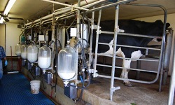 آغاز خرید حمایتی شیر در تهران از 2 روز آینده