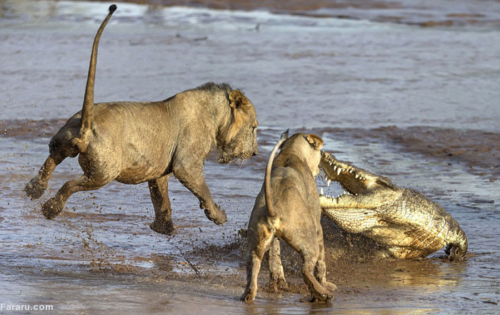 نبرد شیر و تمساح (+عکس)