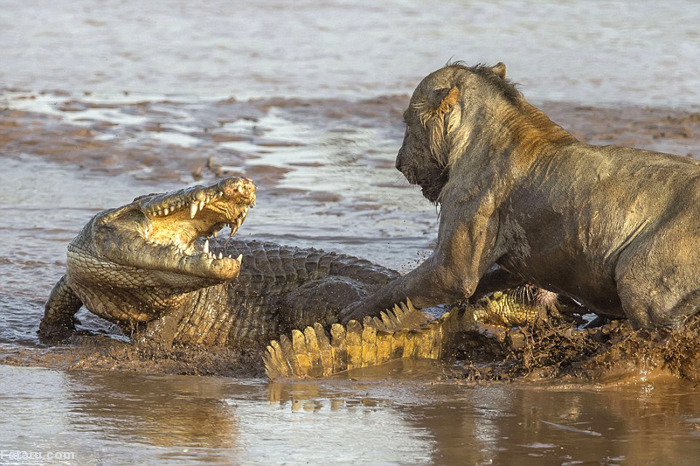 نبرد شیر و تمساح (+عکس)