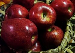 واکس سیب از خود میوه تولید می‌شود