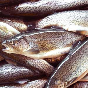 کاهش 45 درصدی تولید ماهی قزل آلا