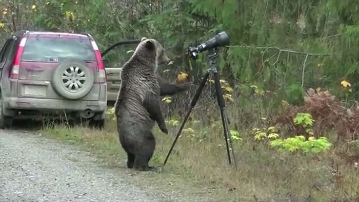 خرس عکاس (عکس)