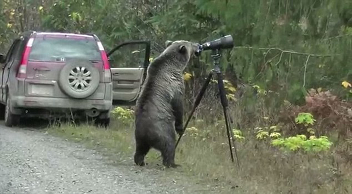 خرس عکاس (عکس)