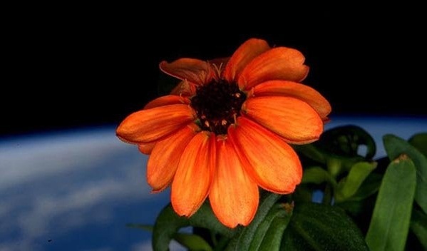 شکفتن گلی در ایستگاه فضایی ناسا که توجه همه رابه خود جلب کرد(عکس)