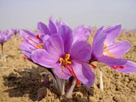 صادرات زعفران ایرانی به آمریکا پس از 15 سال