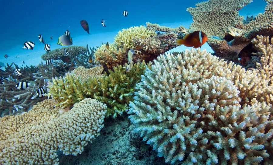زیباترین صخره های مرجانی جهان (+عکس)