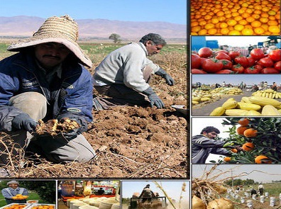 محصول پیشتاز در صادرات کشاورزی ایران