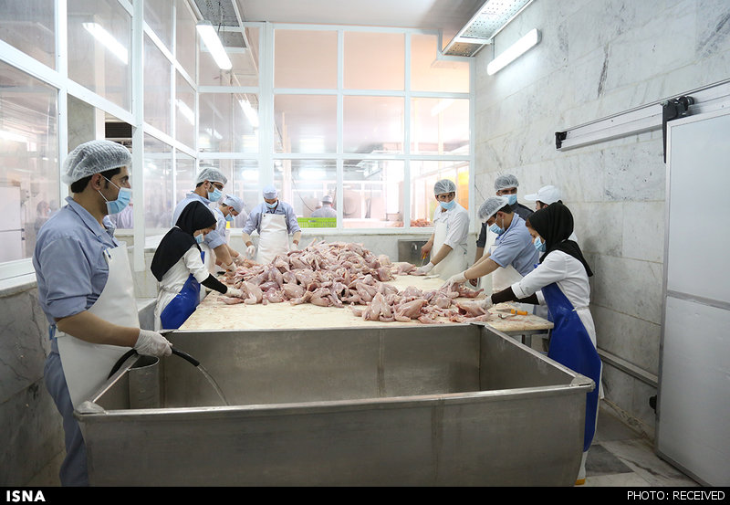 چگونگی تولید خمیر مرغ (+عکس)