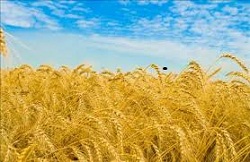 ایران امسال 13.5 میلیون تن گندم تولید می‌کند