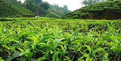 خرید ۳۳ هزار تن برگ سبز چای