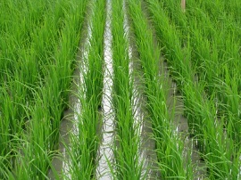 طرح خوداتکایی 65 درصدی برنج تدوین شد