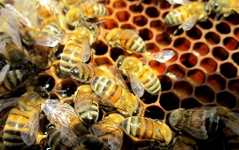زنبورها نوزادان خود را در برابر بیماری های خاص ایمن سازی می کنند