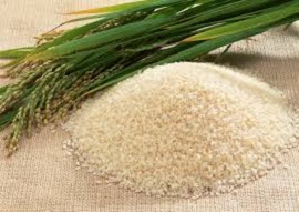 واردات برنج تا آبان ماه ممنوع