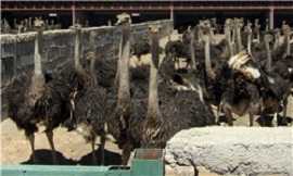 تأسیس مجتمع دامپروری و پرورش شتر مرغ در تایباد