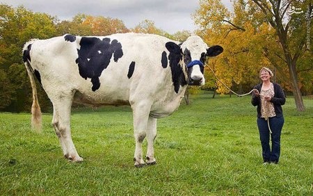 بلوسوم؛ بلندقدترین گاو جهان (عکس)
