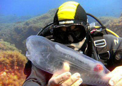 ماهی شفافی که قلبش معلوم است (+عکس)