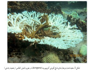 مرگ 35 درصد از مرجان‌های خلیج چابهار