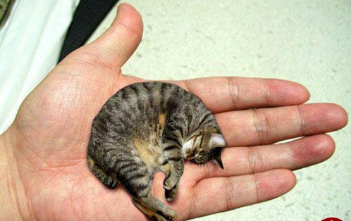 کوچکترین گربه دنیا (+عکس)