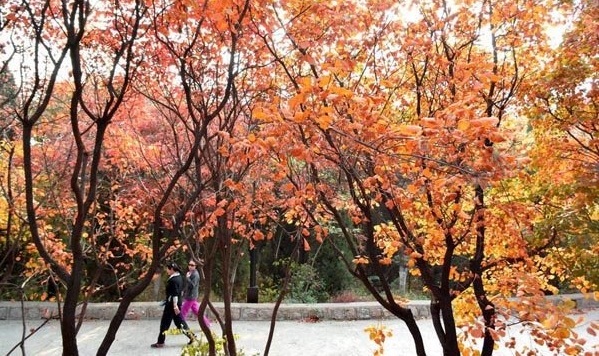 صحنه های دیدنی پاییز در پارک کیان فوشان چین (+عکس)