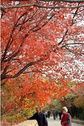 صحنه های دیدنی پاییز در پارک کیان فوشان چین (+عکس)