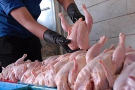 آغاز طرح شناسایی و ردیابی تولید گوشت مرغ در استان سمنان