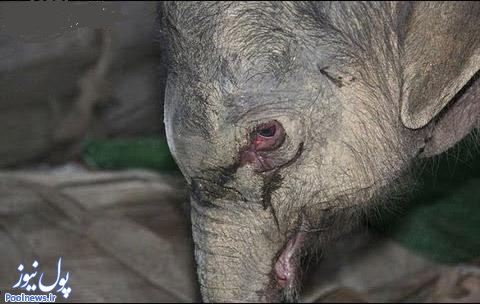 بچه فیلی که به خاطر دوری از مادر 5ساعت اشک ریخت (+عکس)
