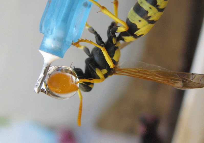 لحظه شگفت‌انگیز آب خوردن زنبور (عکس)