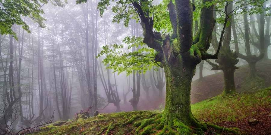 جادویی ترین جنگل های دنیا (+عکس)