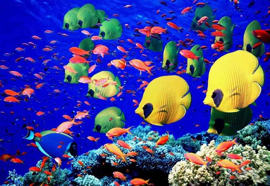 عجایب دنیای زیر آب (+عکس)
