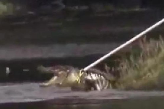 تمساح 3 متری، سارق فراری را خورد! (+عکس)