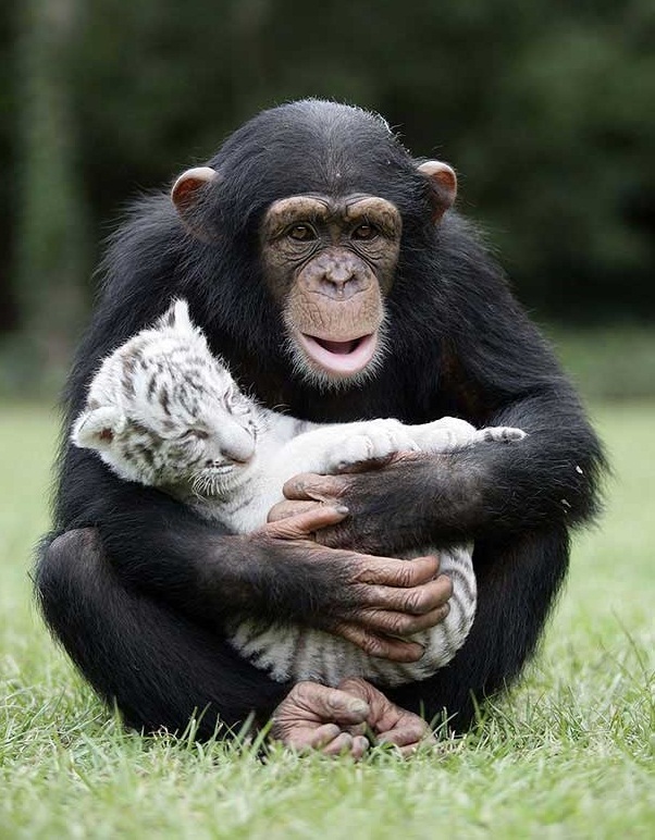 شامپانزه‌ای که مراقب ببرها است (+عکس)