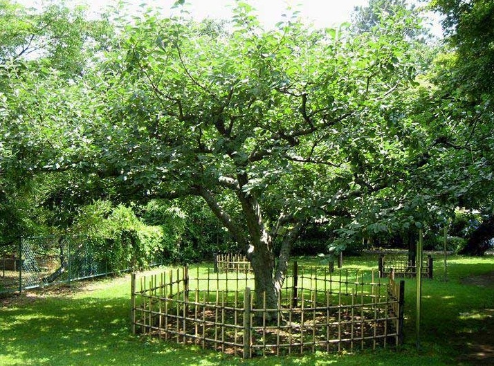 درخت سیب معروف نیوتن (+عکس)