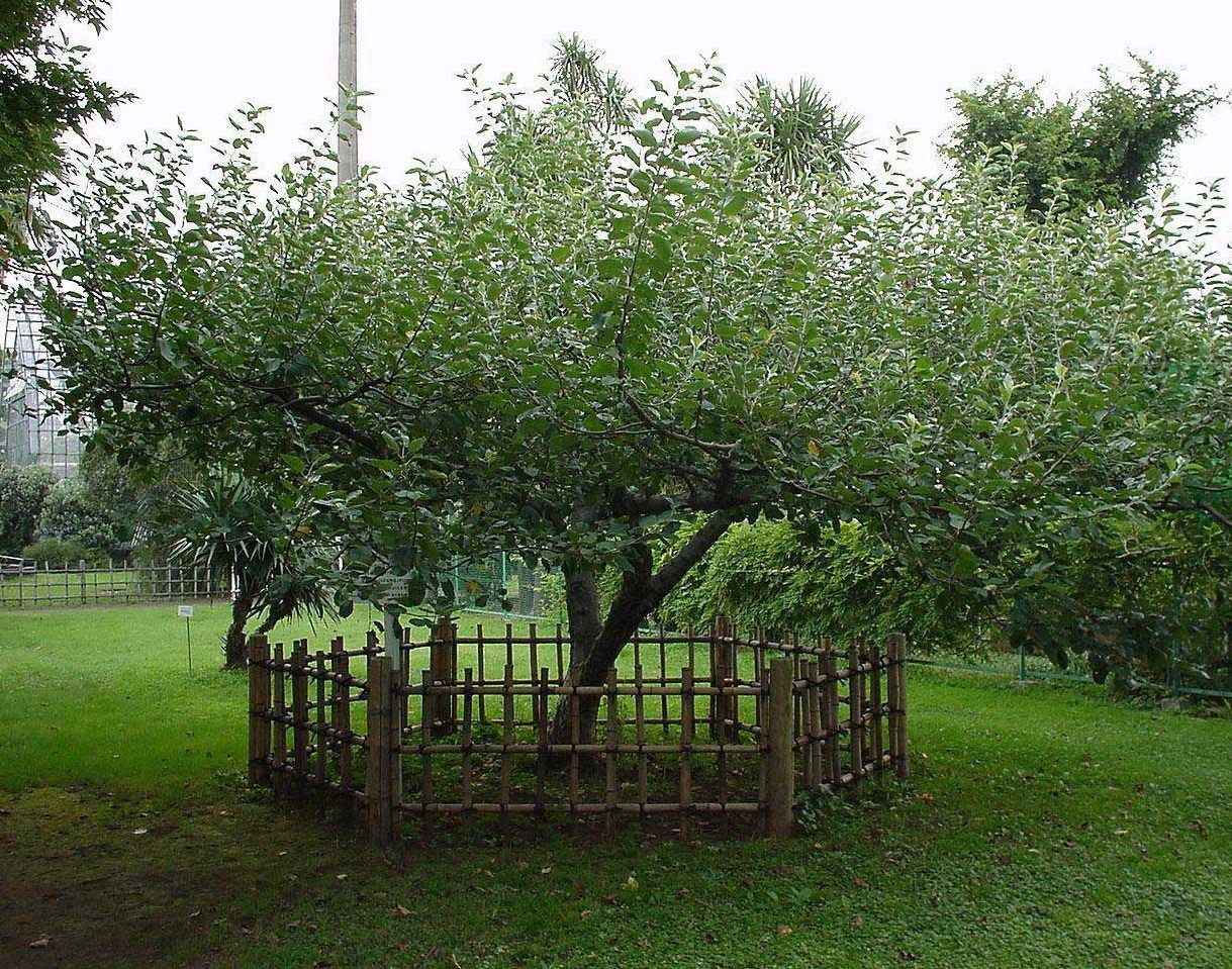 درخت سیب معروف نیوتن (+عکس)
