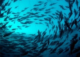 تمدید صید ماهیان دریای خزر تا 22 فروردین