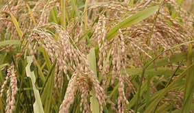توزیع 300 هزار کیلوگرم بذر برنج شلتوک بین شالیکاران
