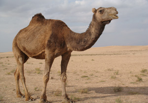 صادرات شتر به کویت!
