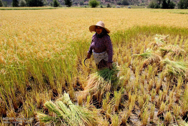 95 درصد کشاورزی ایران خصوصی است