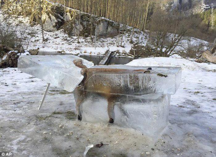 روباهی که به دریاچه افتاده و یخ زد! (عکس)