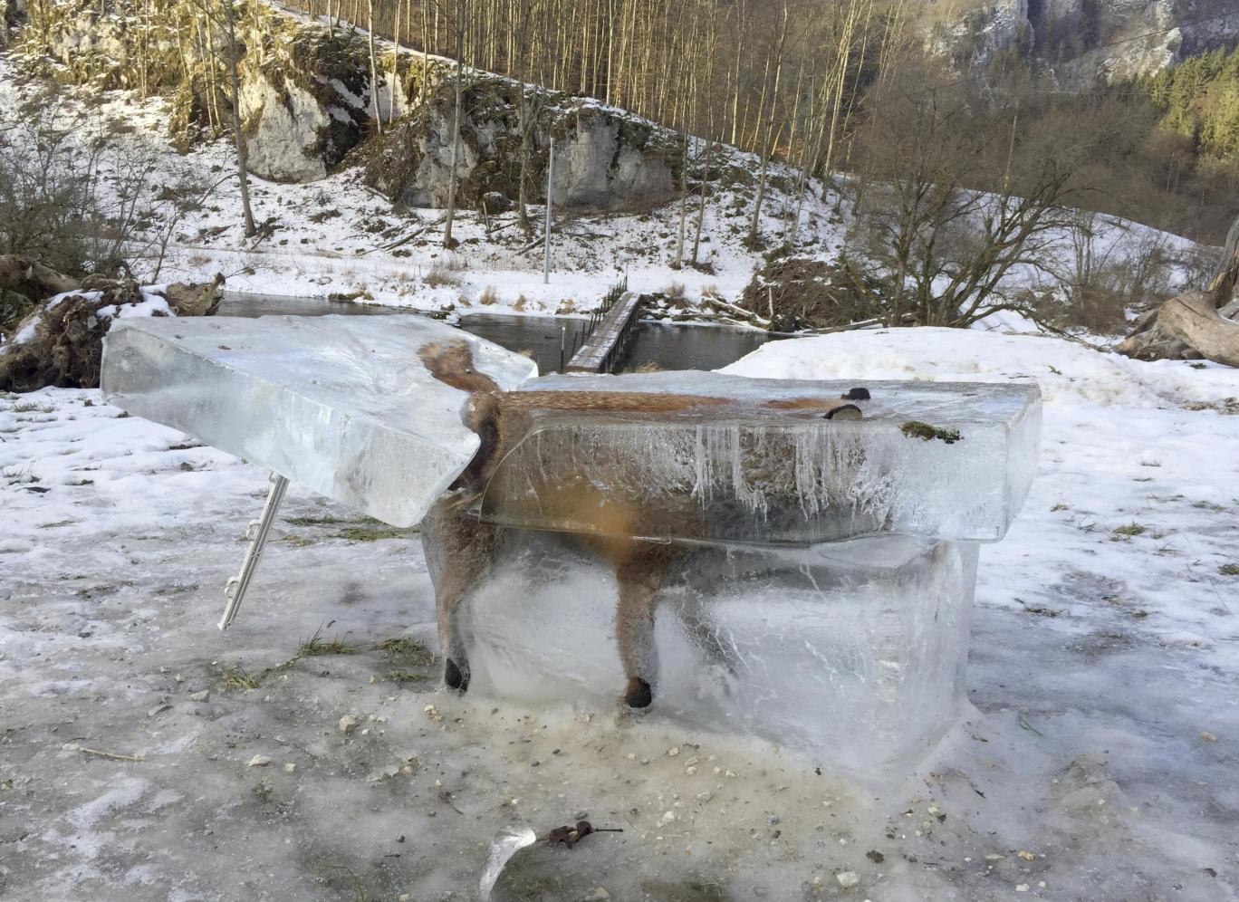 تصویر عجیب روباه یخ‌زده در آلمان