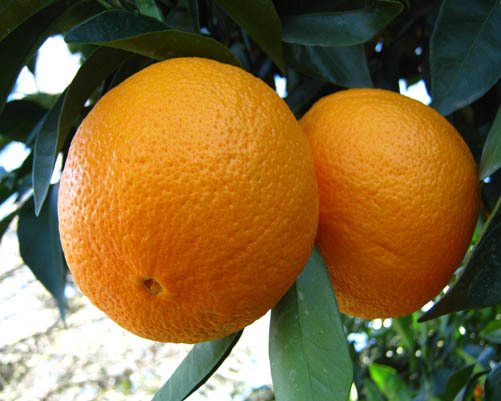 پرتقال سرما خورد