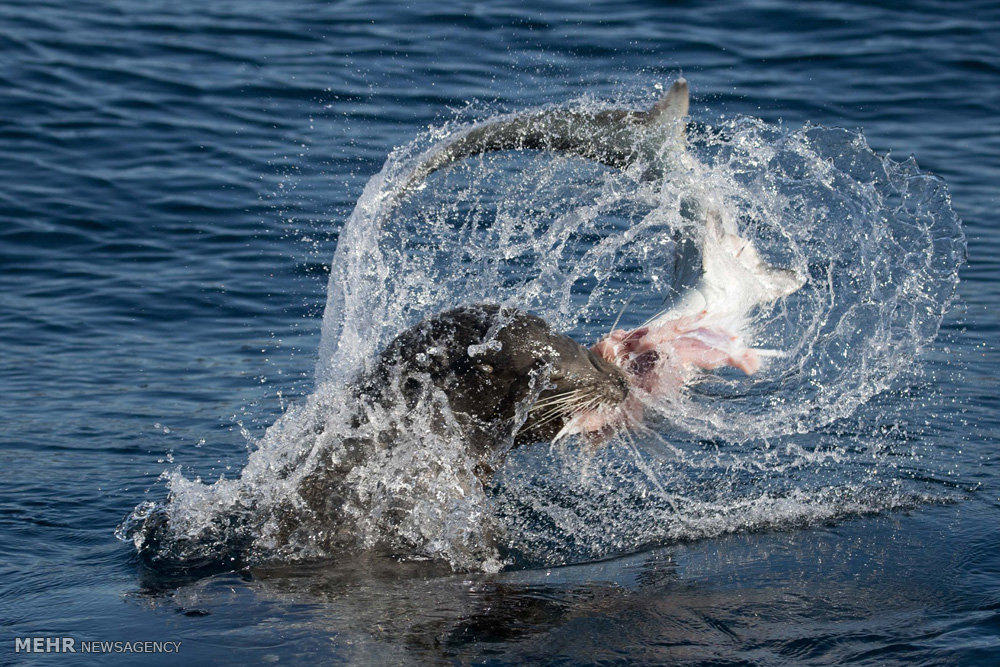 شکار کوسه توسط شیر دریایی‎! (عکس)